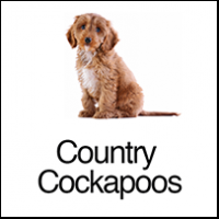 Country Cockapoos UK Holmes Chapel Logo